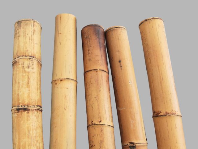 BAMBU EJEMPLAR-ALT.200 CM. Ø(050/060)mm.